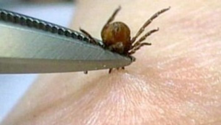 Studiu: Din cauza schimbării climatice puricii, căpușele, musculițele și țânțarii nu mai dispar pe parcursul iernii